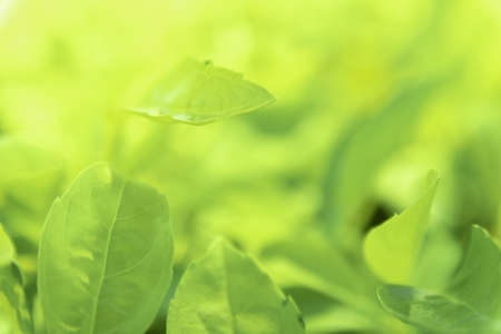 Close up green leaves of view texture green nature blurred background in park, garden or forest. Use...
