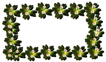 frame of primrose flowers