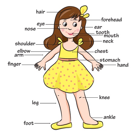Cartoon child  Vocabulary of body parts のイラスト素材