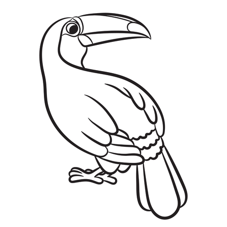 Toucan bird illustration outlined. Vectorのイラスト素材