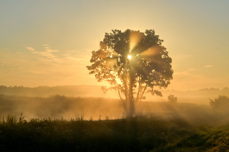 Sunrise over the foggy meadow with lonely tree in the foregroundの写真素材