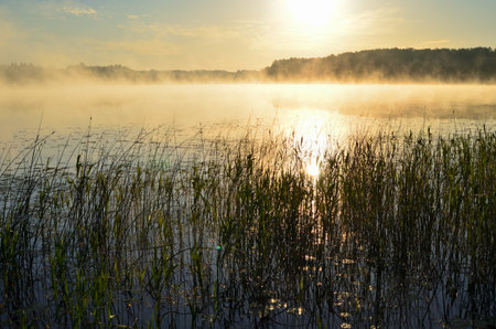 Foggy sunrise on the lake with reeds in foreground.の写真素材