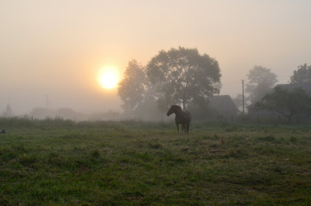 Horse in a foggy meadow at sunrise in the Netherlandsの写真素材