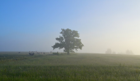 Lonely tree in the meadow in the morning fog.の写真素材