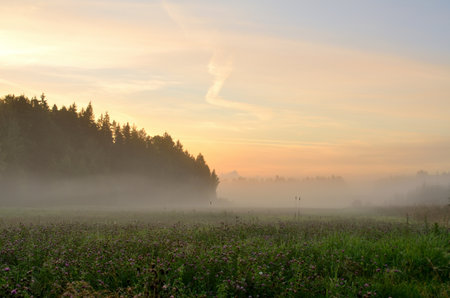 Foggy morning in the meadow. Beautiful summer landscape.の写真素材