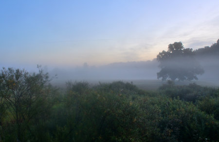 Foggy morning in the meadow with trees and bushes.の写真素材