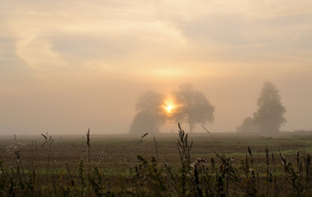 Sunrise in the field with fog and trees in the background.の写真素材