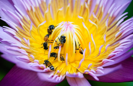 bee in the lotusの写真素材