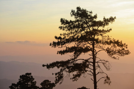 Tree in forestの写真素材