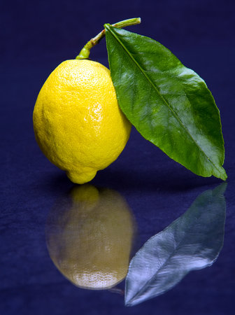 lemonの写真素材
