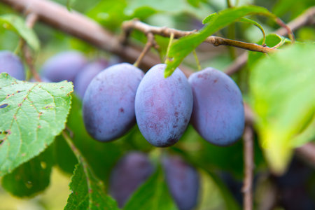 damson の写真素材