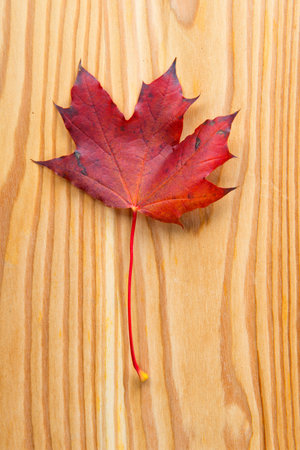 maple leaf on wooden ground 