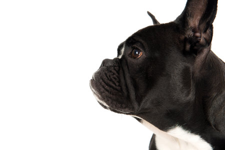 French bulldog in profileの写真素材