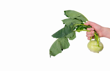 Kohlrabi in farmers handの写真素材
