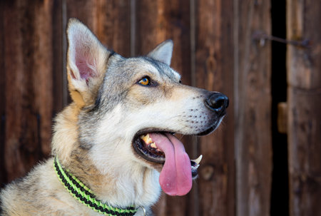 Marxdorfer Wolfhoundの写真素材