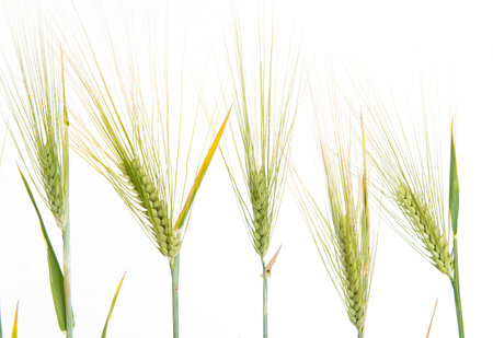 line of green rye- grain in front of white backgroundの写真素材