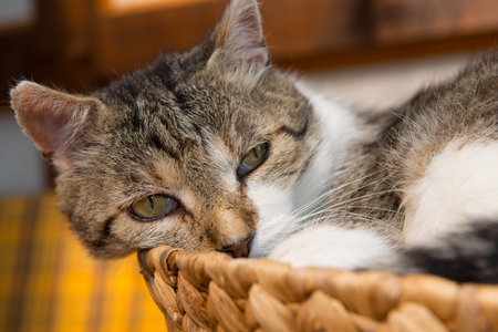 portrait of a gray and white cat in basketの写真素材