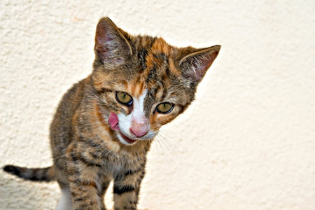 portrait of a colourful cat child in front bright  backgroundの写真素材