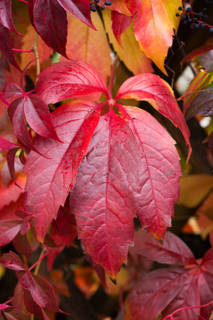 Fall still life - red wild wine leavesの写真素材