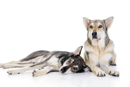 two wolfhounds in front of white backgroundの写真素材