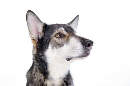 wolfhound in front of white background