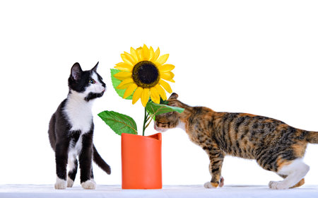 Portrait of two adorable kitten with flower in front of a white background