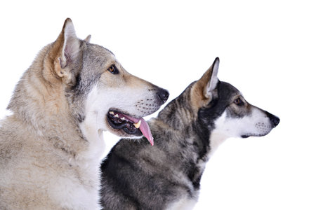two wolfhounds in front of white backgroundの写真素材