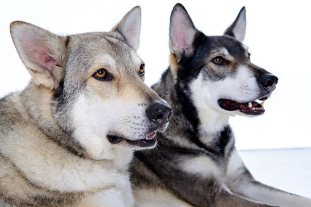 two wolfhounds in front of white backgroundの写真素材