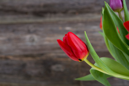 bouquet of red and violet tulips  in front of wooden backgroundの写真素材