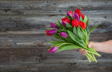 bouquet of red and violet tulips  in hand and front of wooden backgroundの写真素材