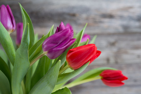 bouquet of red and violet tulips  in front of wooden backgroundの写真素材