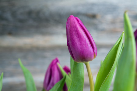 bouquet of violet tulips  in front of wooden backgroundの写真素材