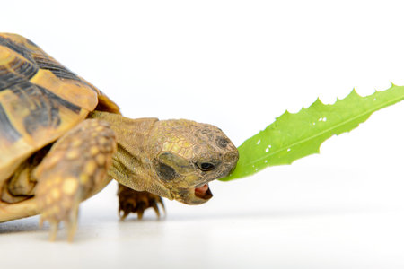 two turtles in front of white background eating leafの写真素材