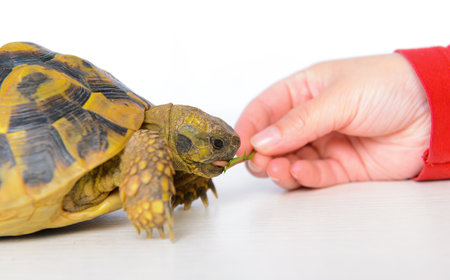 two turtles in front of white background eating leafの写真素材