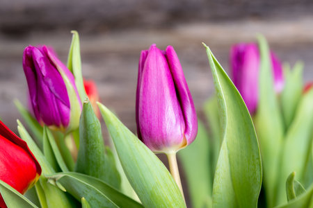 bouquet of red and violet tulips  in vase in front of wooden backgroundの写真素材