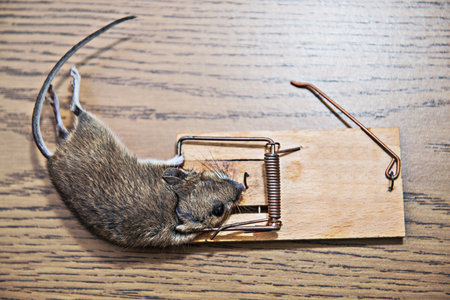 dead mouse in mousetrap on wooden groundの写真素材