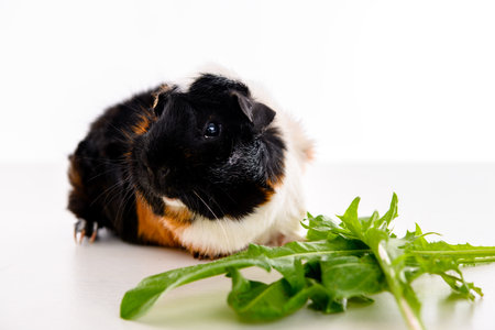 black,white and red guinea pig in front of white backgroundの写真素材