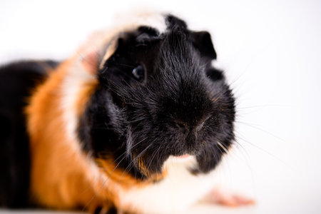 black,white and red guinea pig in front of white backgroundの写真素材