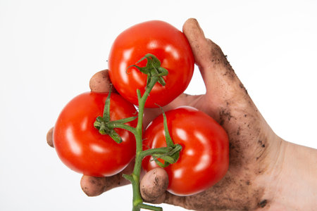 tomatos in farmers hand in front of white backgroundの写真素材
