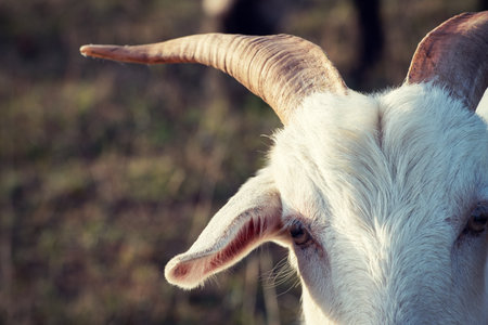 close up portrait of a white goat with big hornsの写真素材