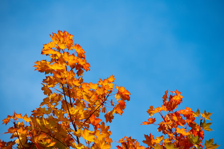 tree with autumn leafes in front of blue sky