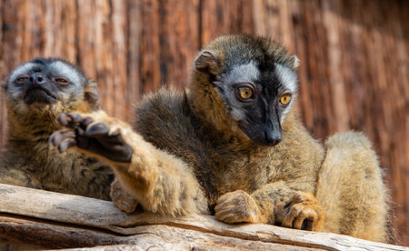 two brown lemurs on branch in zooの写真素材