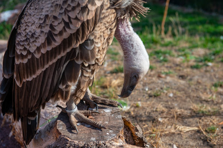 big gray- brown vulture sitting in the zooの写真素材