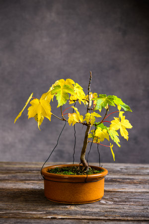 maple  bonsai with fall leaves in brown bowl on wooden board in front of gray backgroundの写真素材