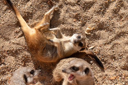 funny meerkat lie on back and looking in to the camera