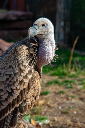 big gray- brown vulture sitting in the zooの写真素材