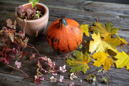 fall-still life with pumpkin, ivy and yellow maple leaves on wooden groundの写真素材
