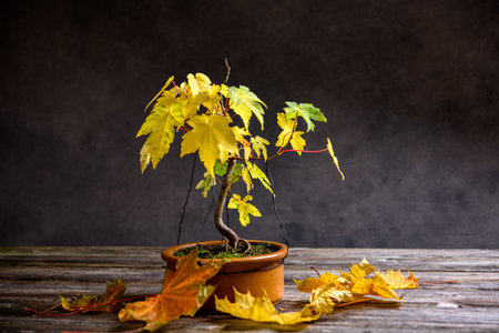 maple  bonsai with fall leaves in brown bowl on wooden board in front of gray backgroundの写真素材