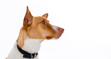 sweet red and white dog in front of bright backgroundの写真素材