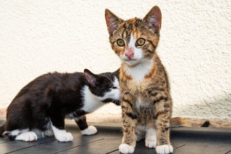 portrait of two sweet cats children in front white  backgroundの写真素材